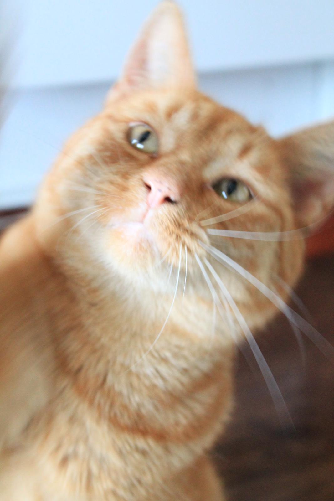 Huskat Bamse billede 14