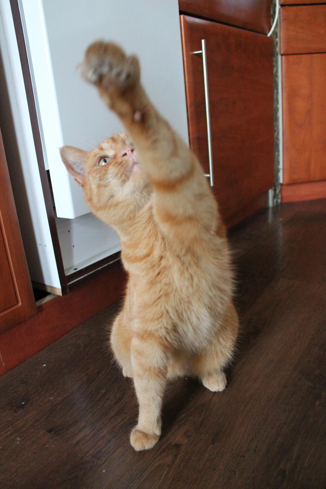 Huskat Bamse billede 15