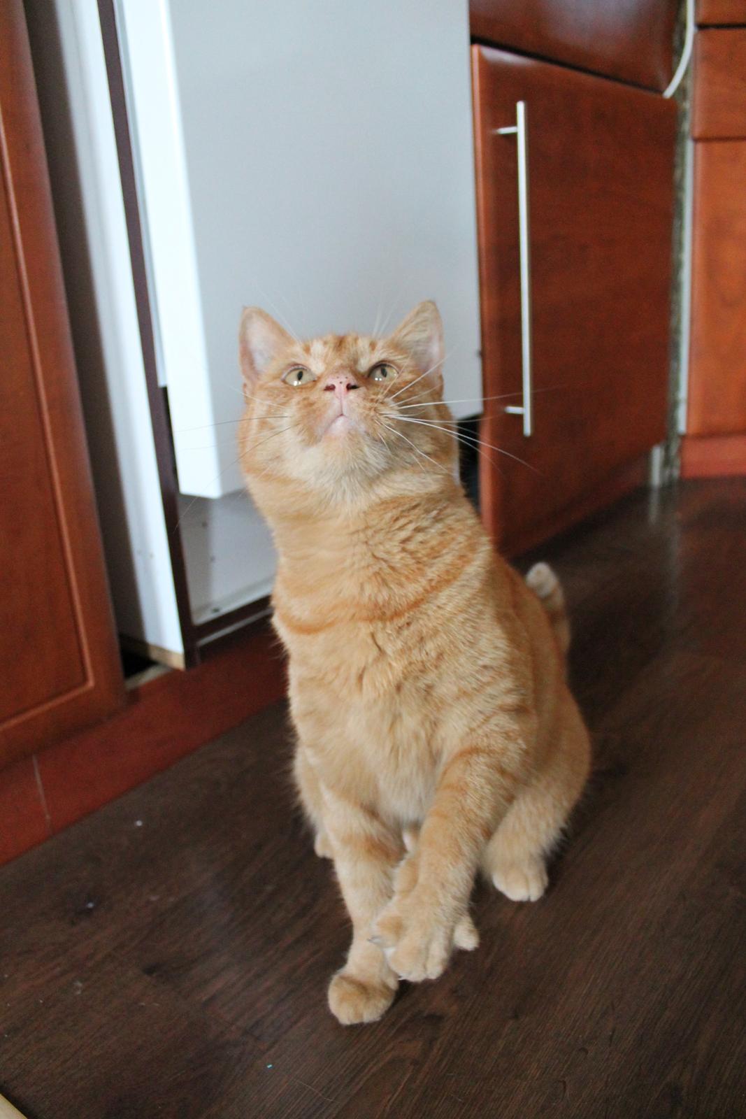 Huskat Bamse billede 16