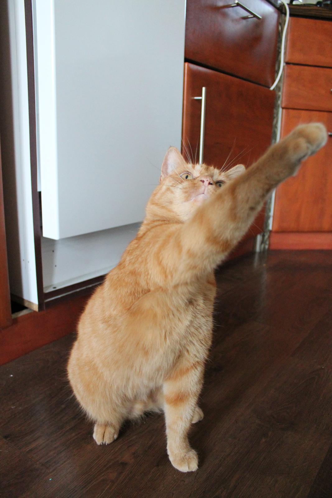 Huskat Bamse billede 17