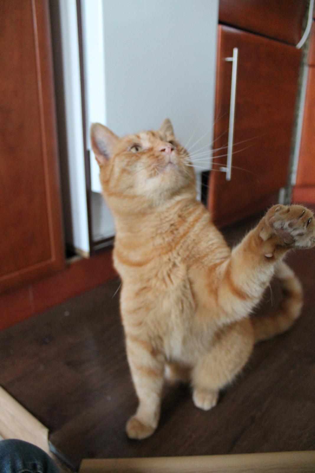 Huskat Bamse billede 18