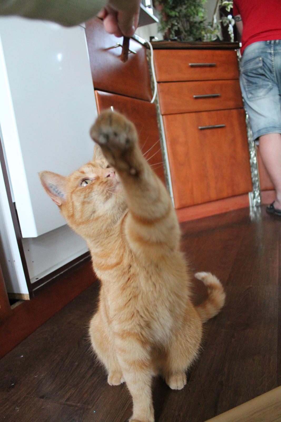 Huskat Bamse billede 19