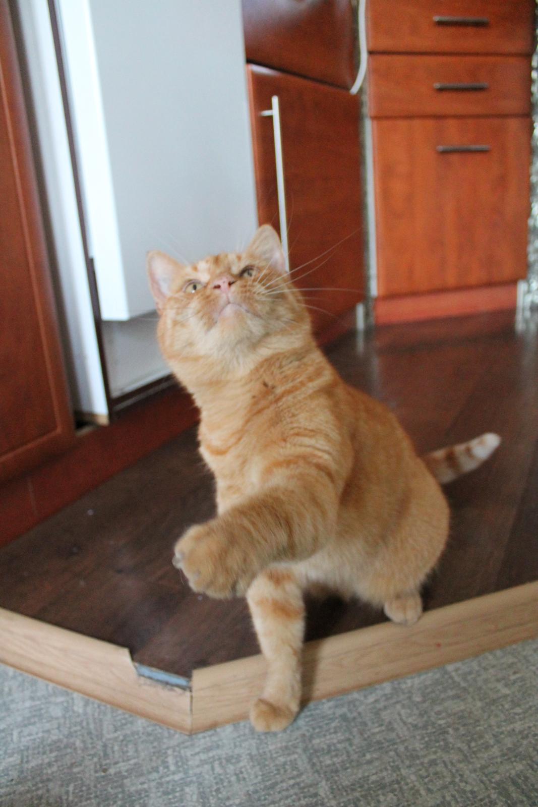 Huskat Bamse billede 20