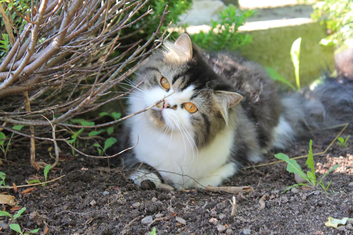 Blanding af racer Villa billede 11