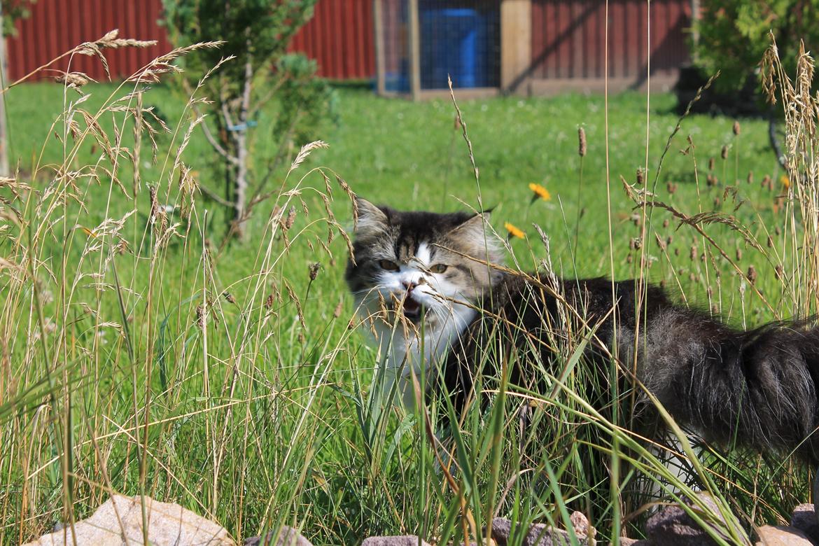 Blanding af racer Villa billede 12