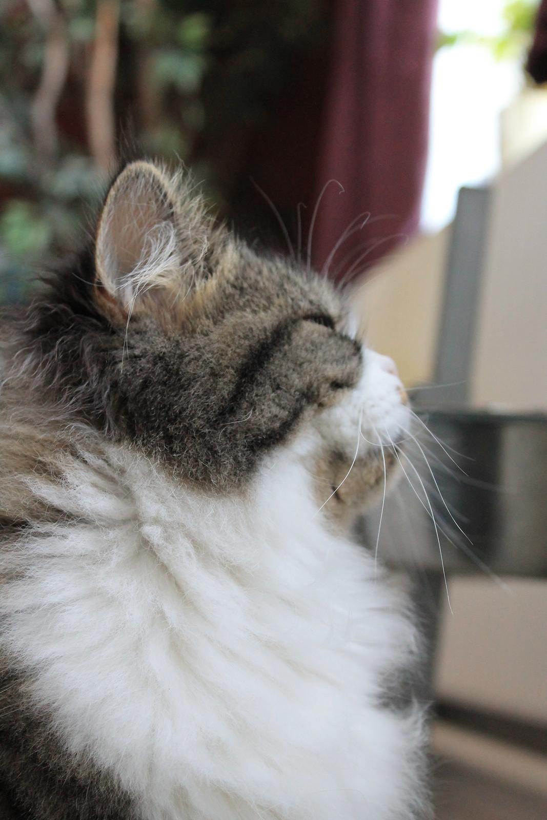 Blanding af racer Villa billede 13