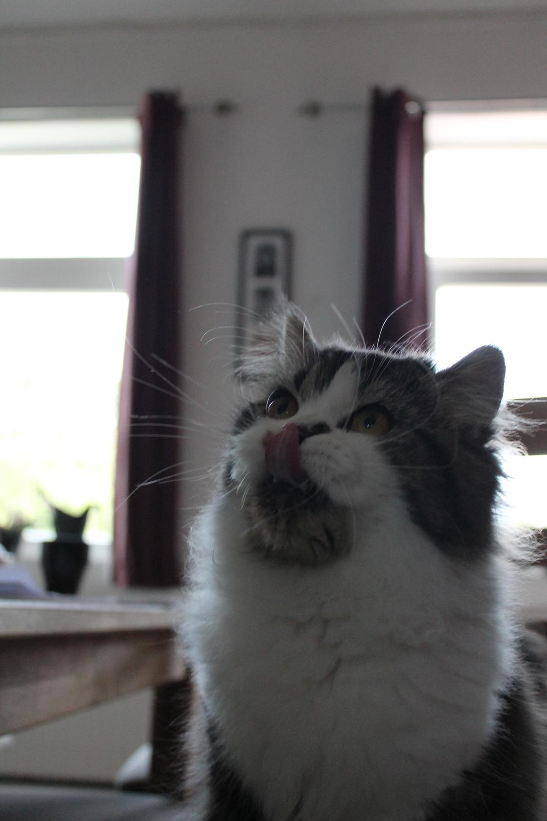 Blanding af racer Villa billede 14