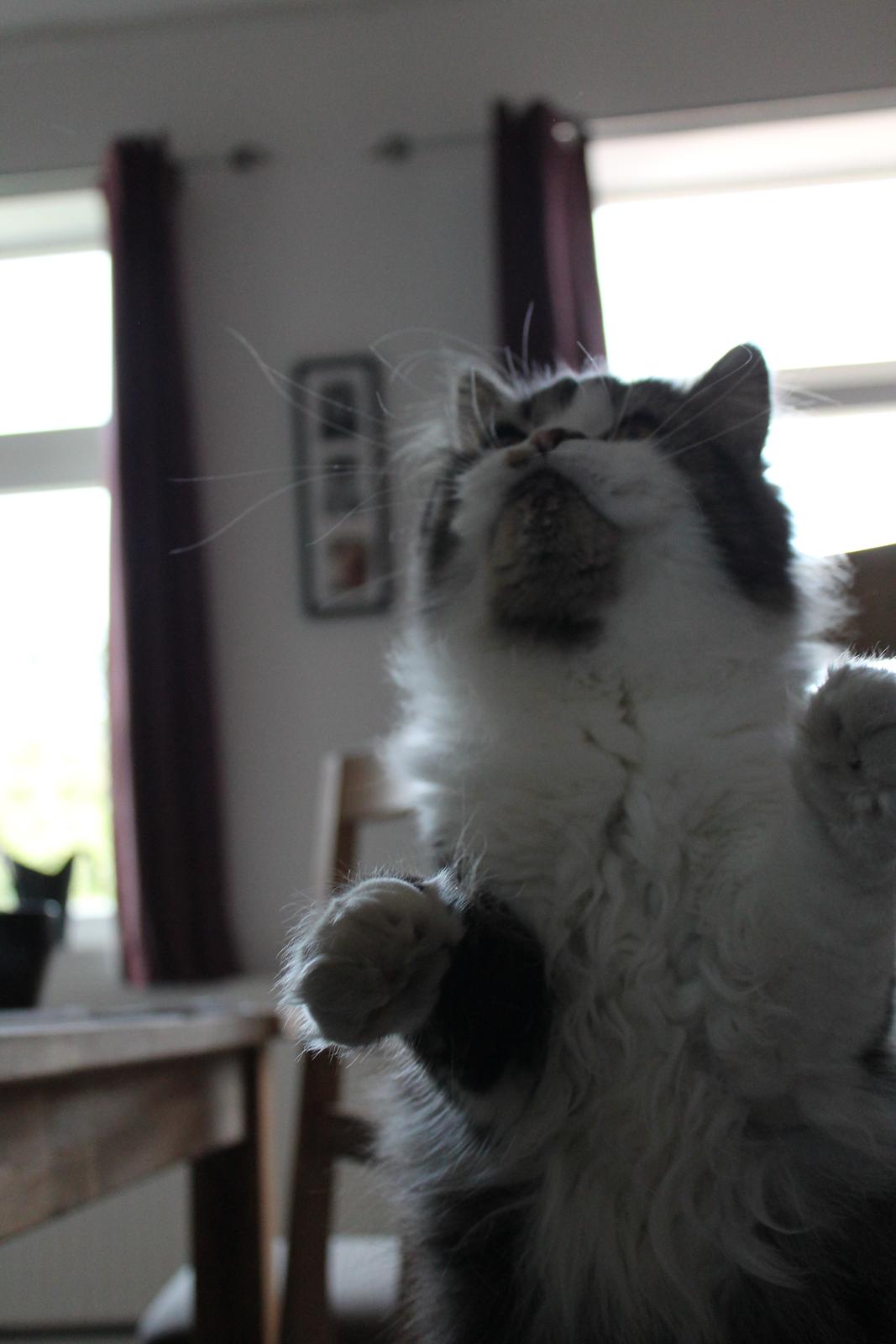 Blanding af racer Villa billede 15