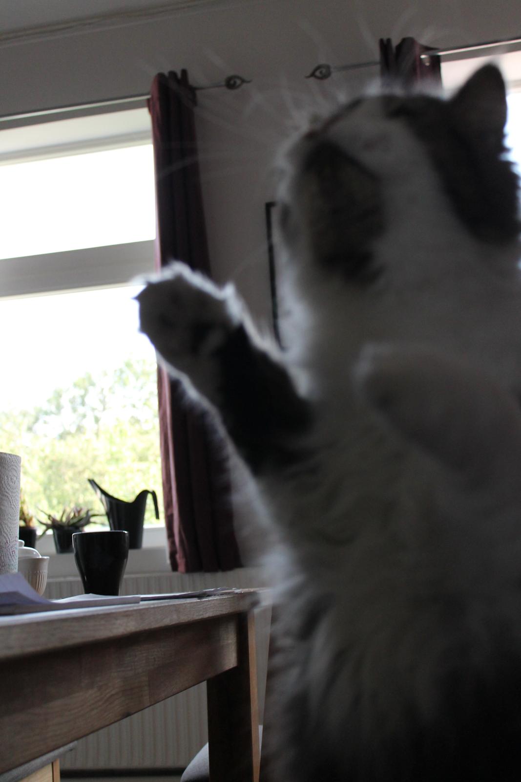 Blanding af racer Villa billede 16