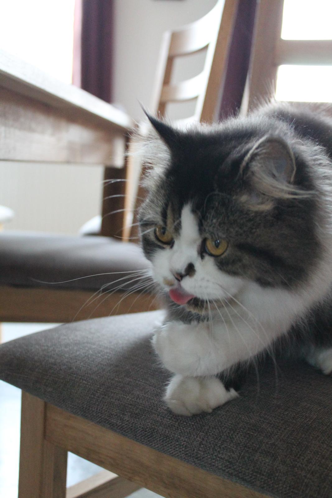 Blanding af racer Villa billede 17