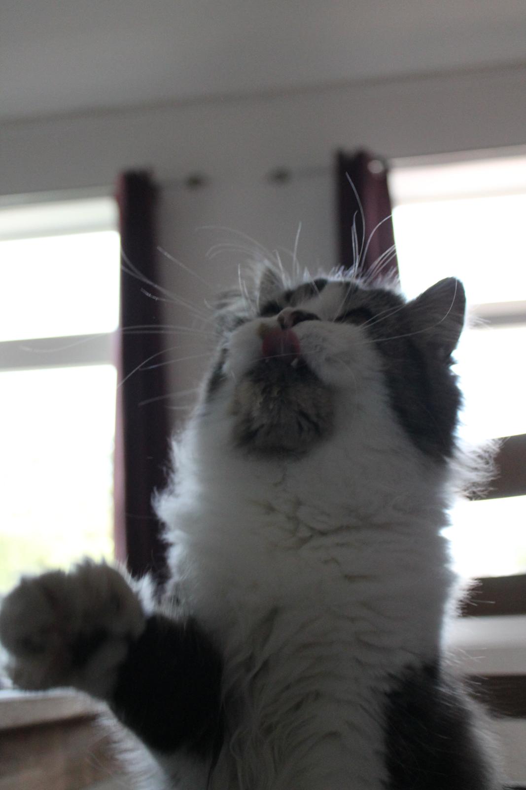 Blanding af racer Villa billede 18