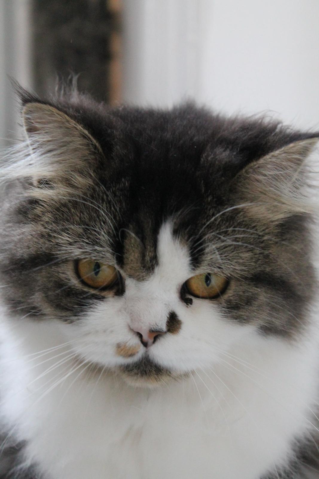 Blanding af racer Villa billede 19