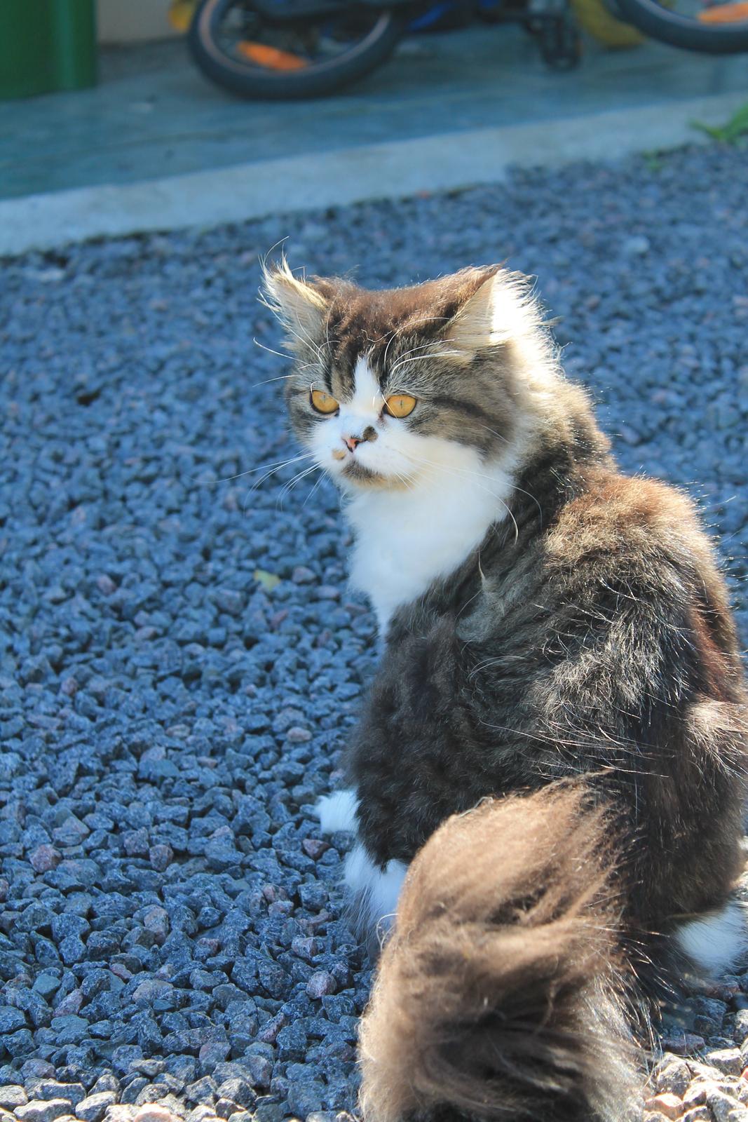 Blanding af racer Villa billede 20