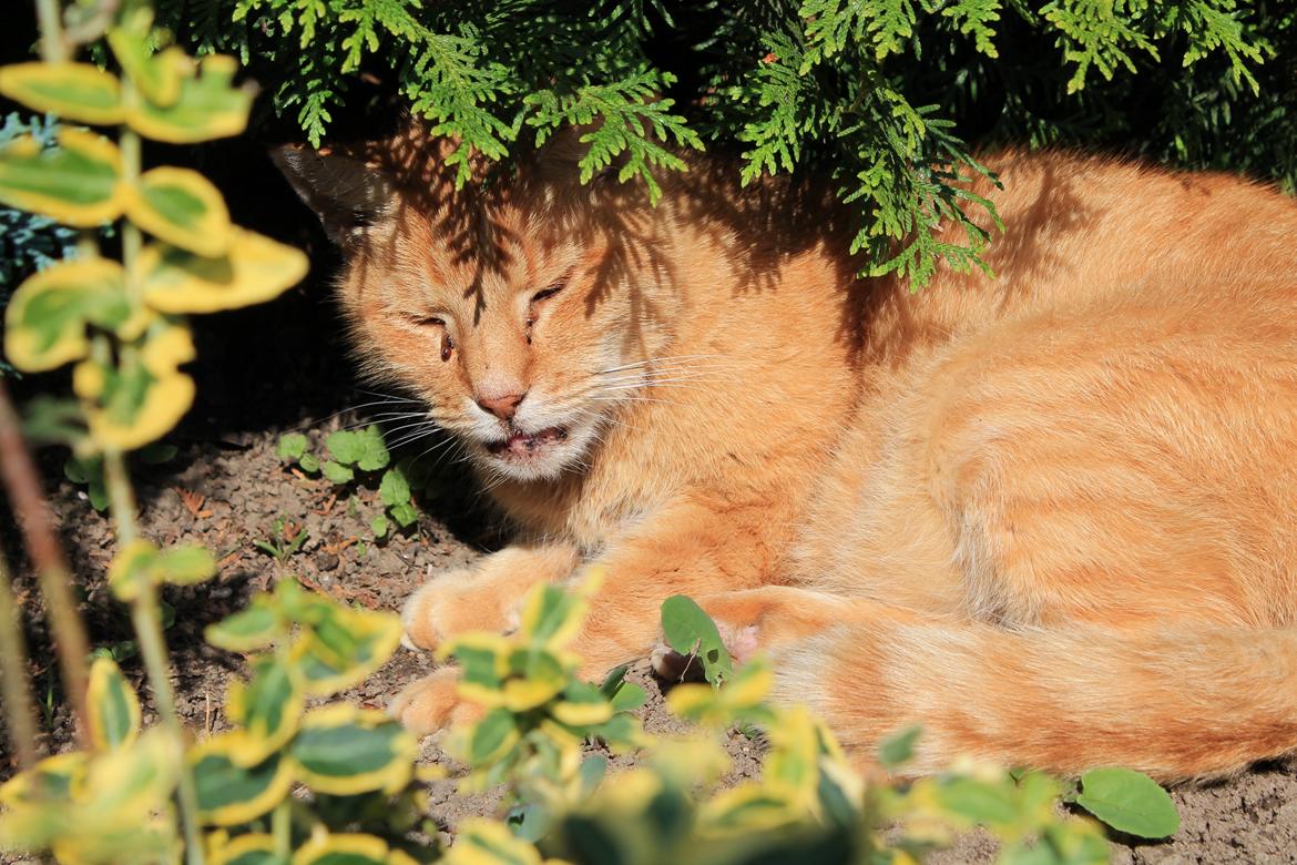 Huskat Garfilde billede 11