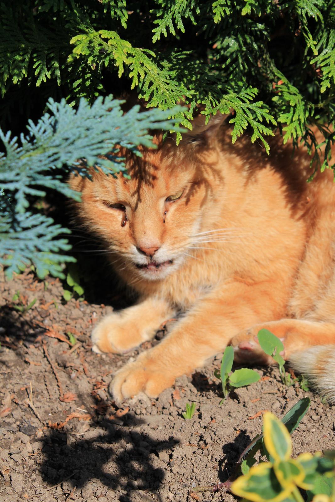 Huskat Garfilde billede 12