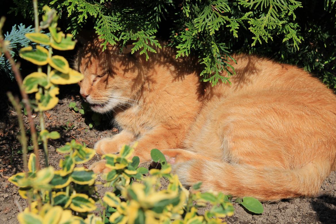 Huskat Garfilde billede 13