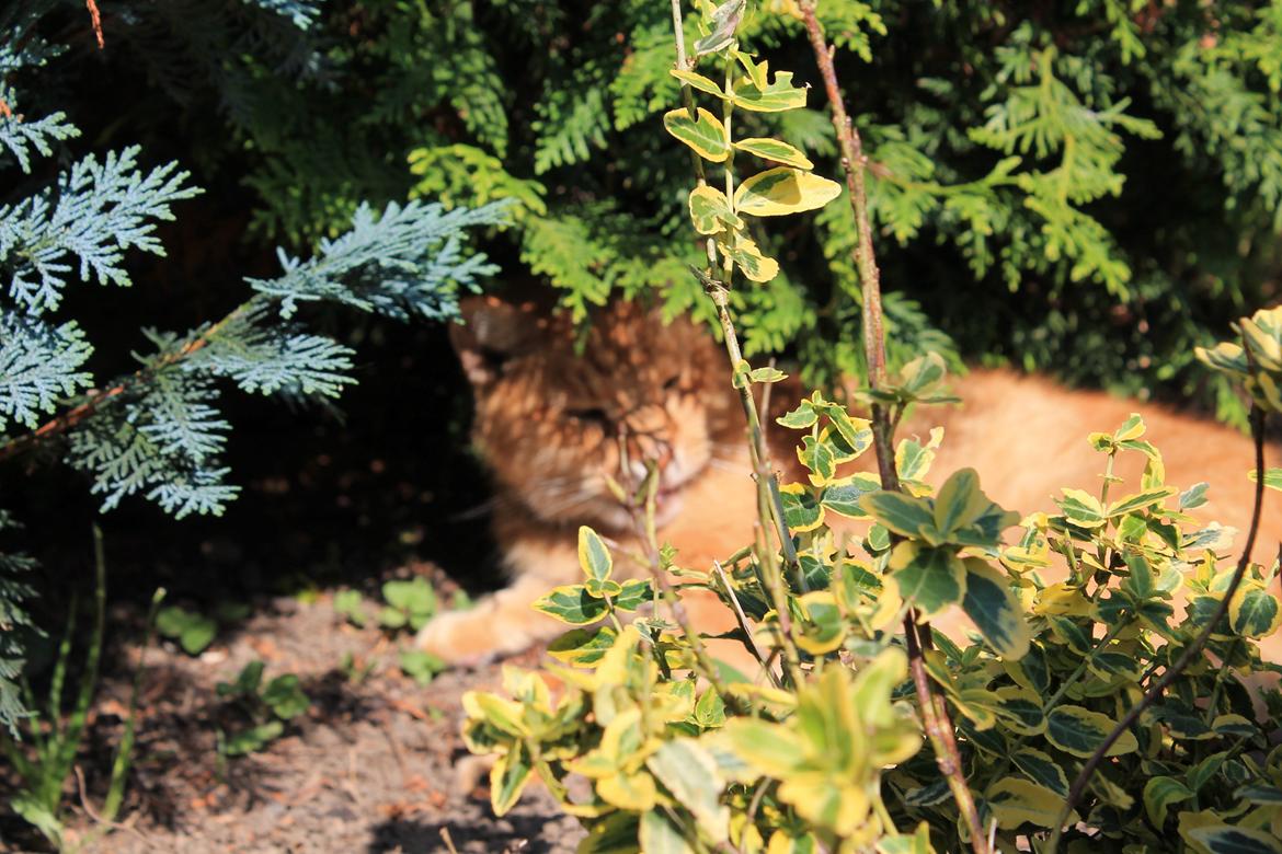 Huskat Garfilde billede 14