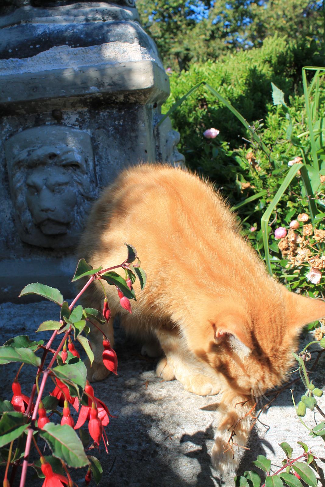 Huskat Garfilde billede 17