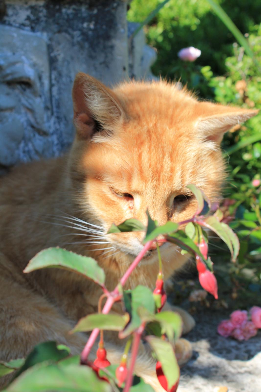 Huskat Garfilde billede 18