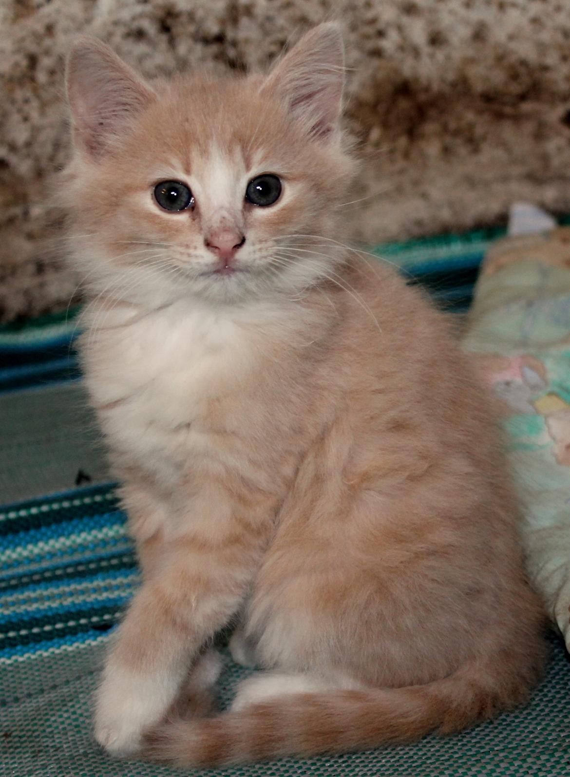 Huskat Albert billede 2