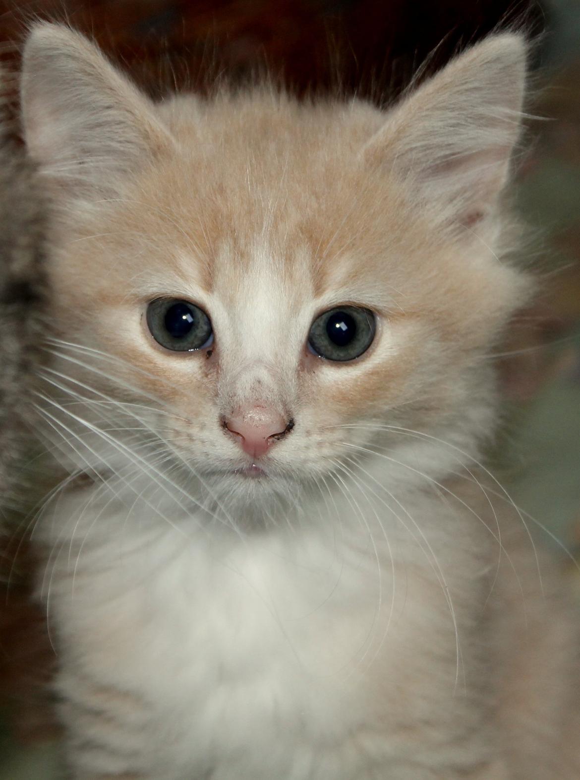 Huskat Albert billede 3