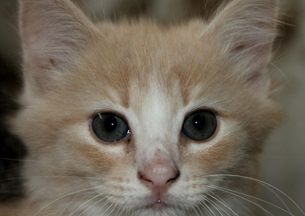 Huskat Albert billede 4