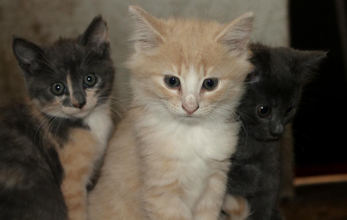 Huskat Albert billede 5