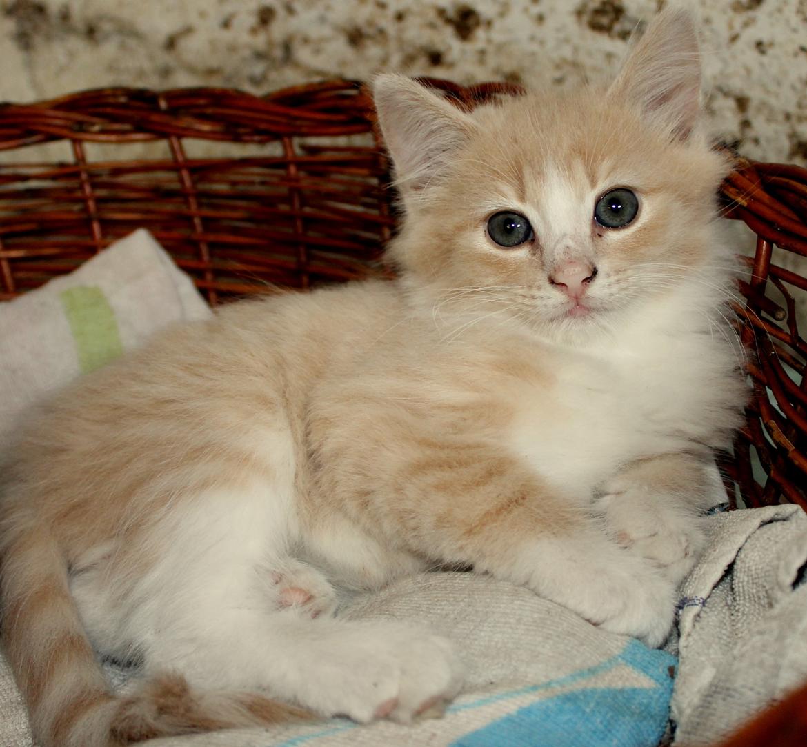 Huskat Albert billede 6