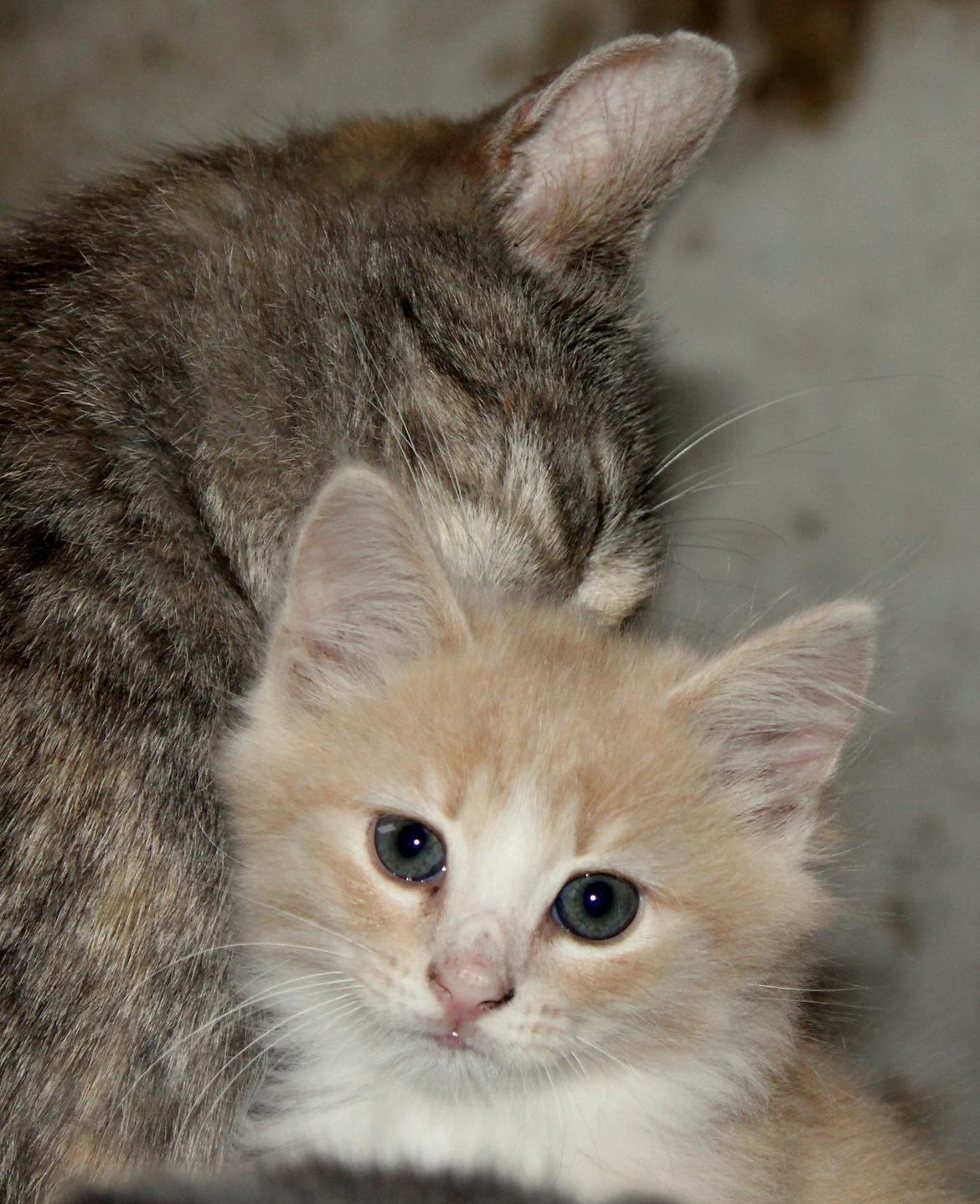 Huskat Albert - Mor :D billede 7