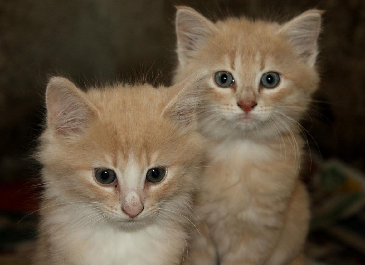 Huskat Albert billede 8