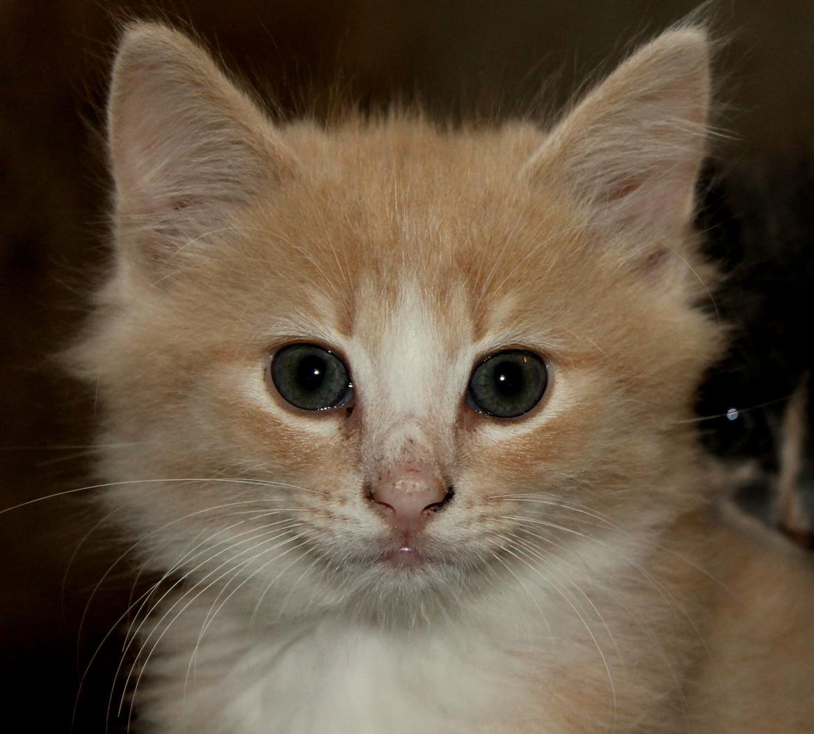 Huskat Albert - Albert billede 1