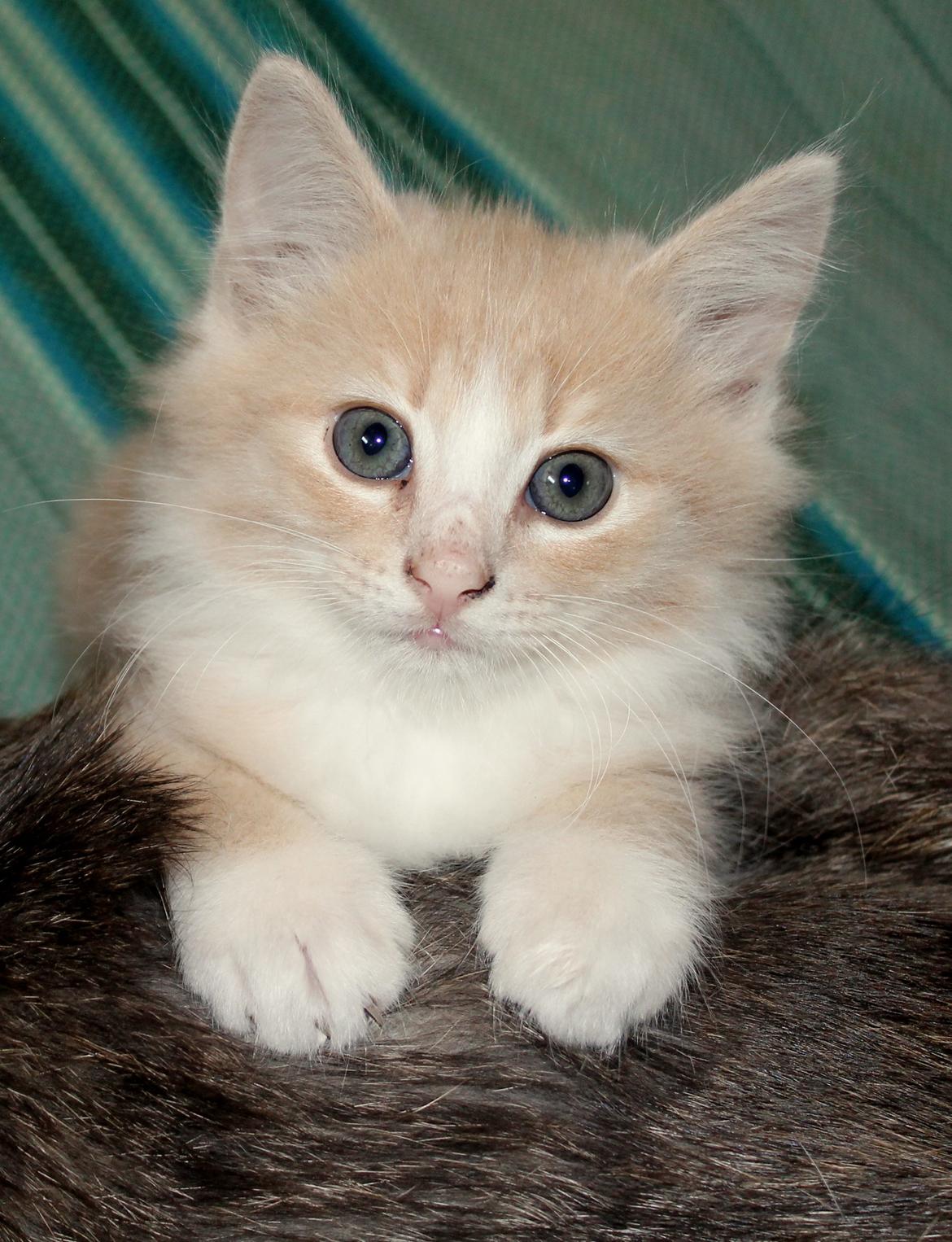 Huskat Albert billede 9