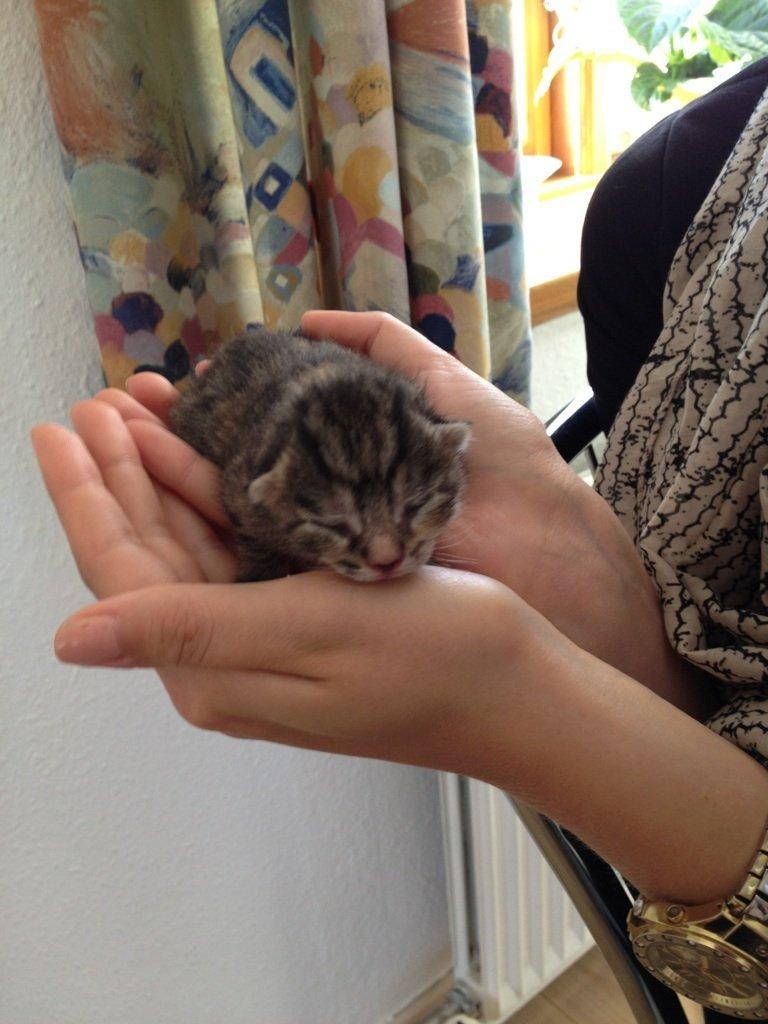 Huskat Bella billede 2