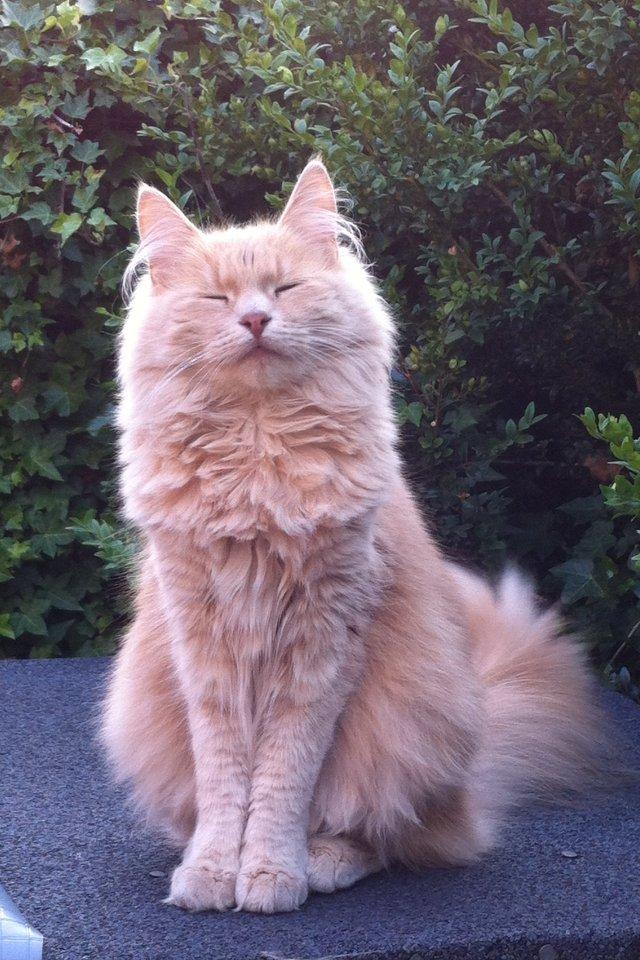 Blanding af racer Nala billede 5