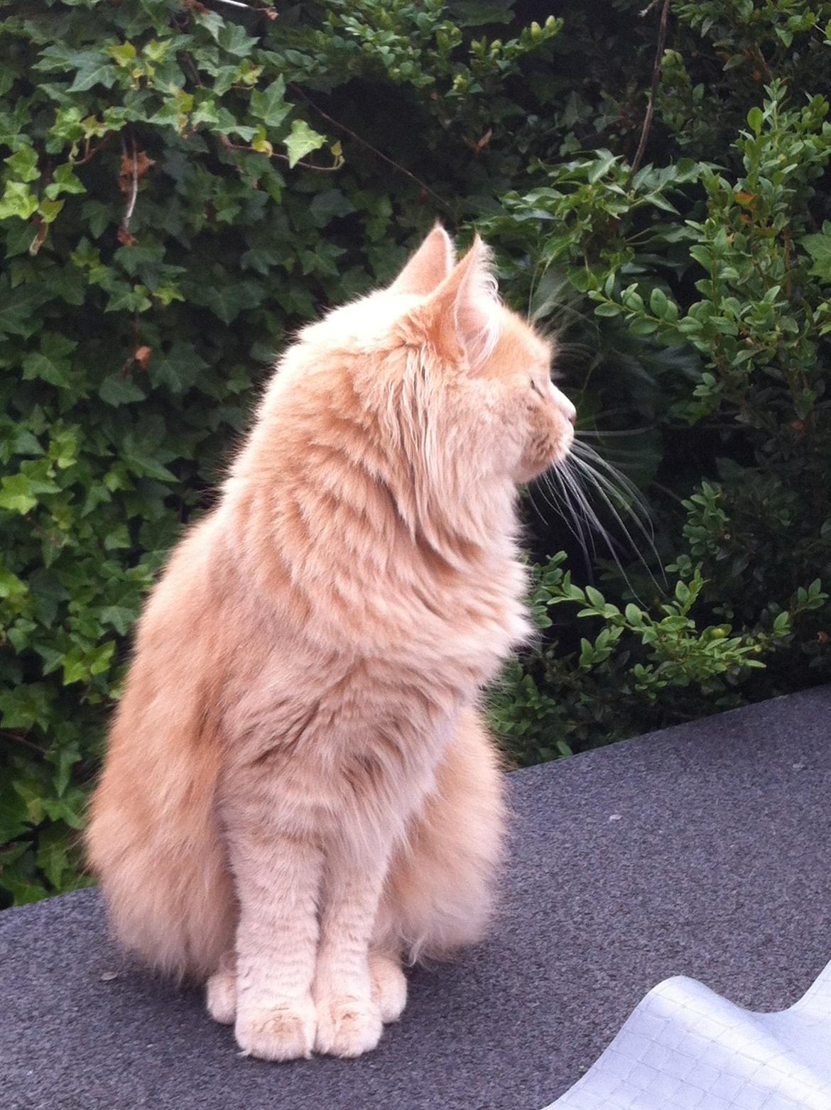 Blanding af racer Nala billede 8