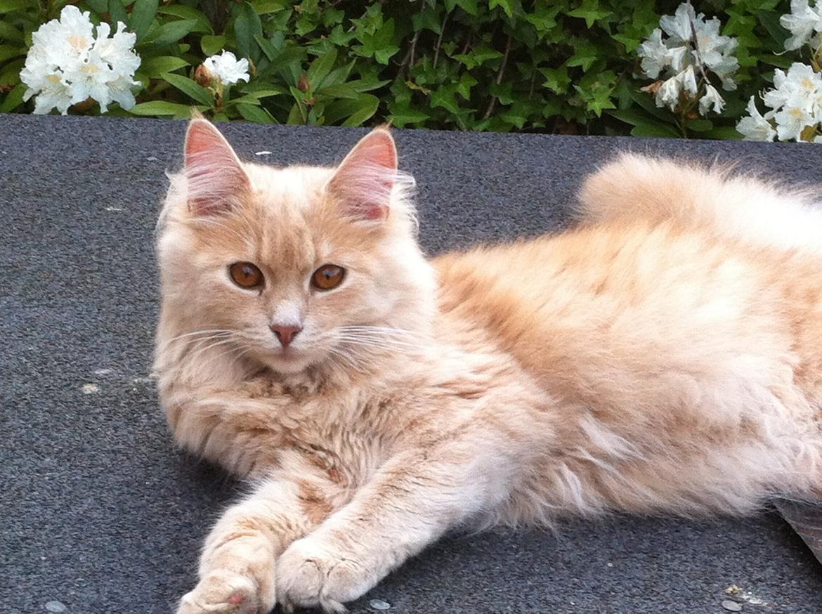 Blanding af racer Nala billede 3