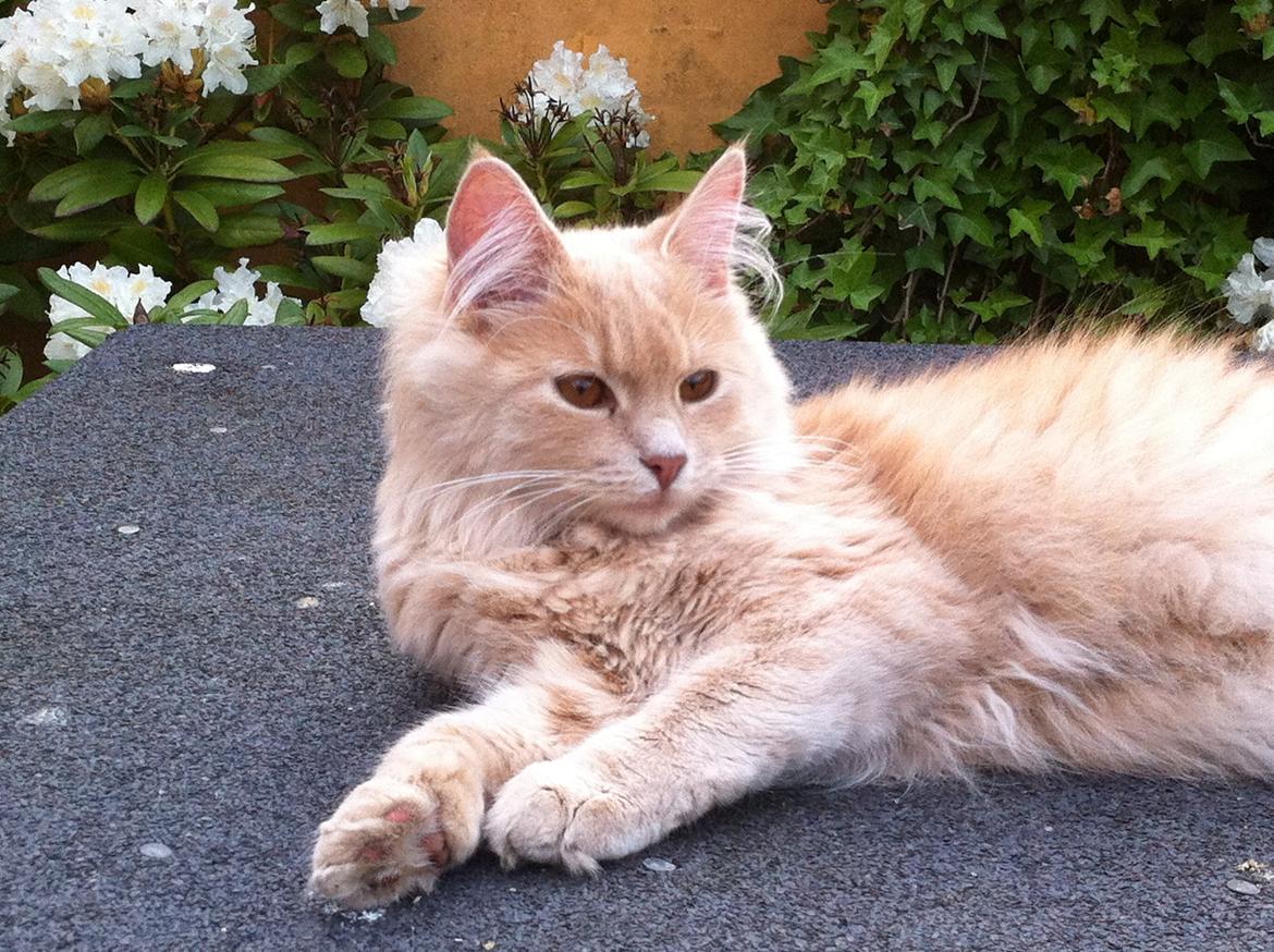 Blanding af racer Nala billede 4