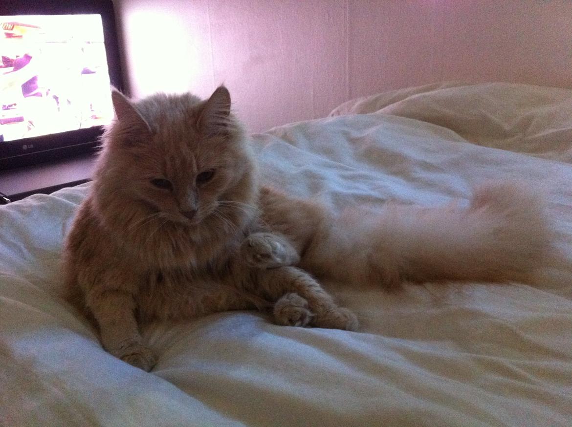 Blanding af racer Nala billede 9