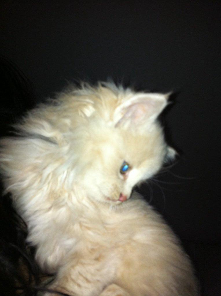 Blanding af racer Nala - 7 uger gammel billede 1