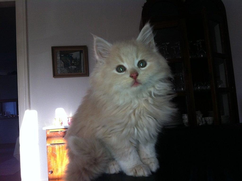 Blanding af racer Nala - 7 uger gammel billede 2