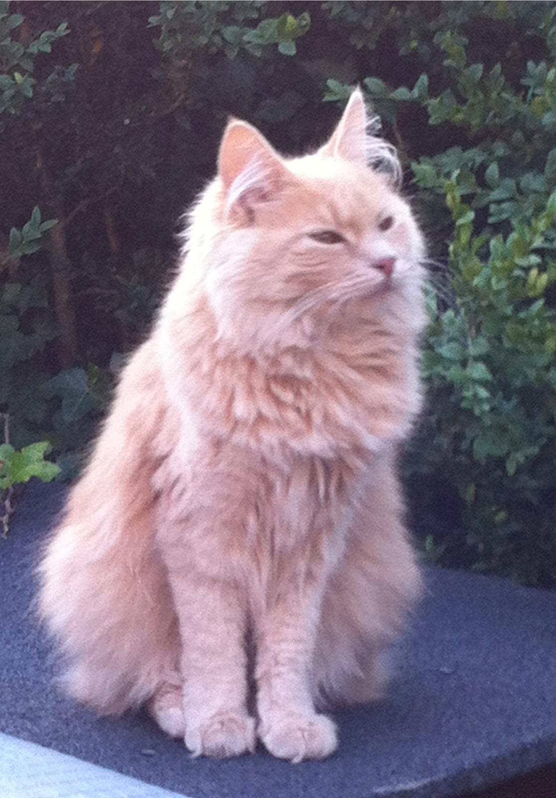 Blanding af racer Nala billede 6