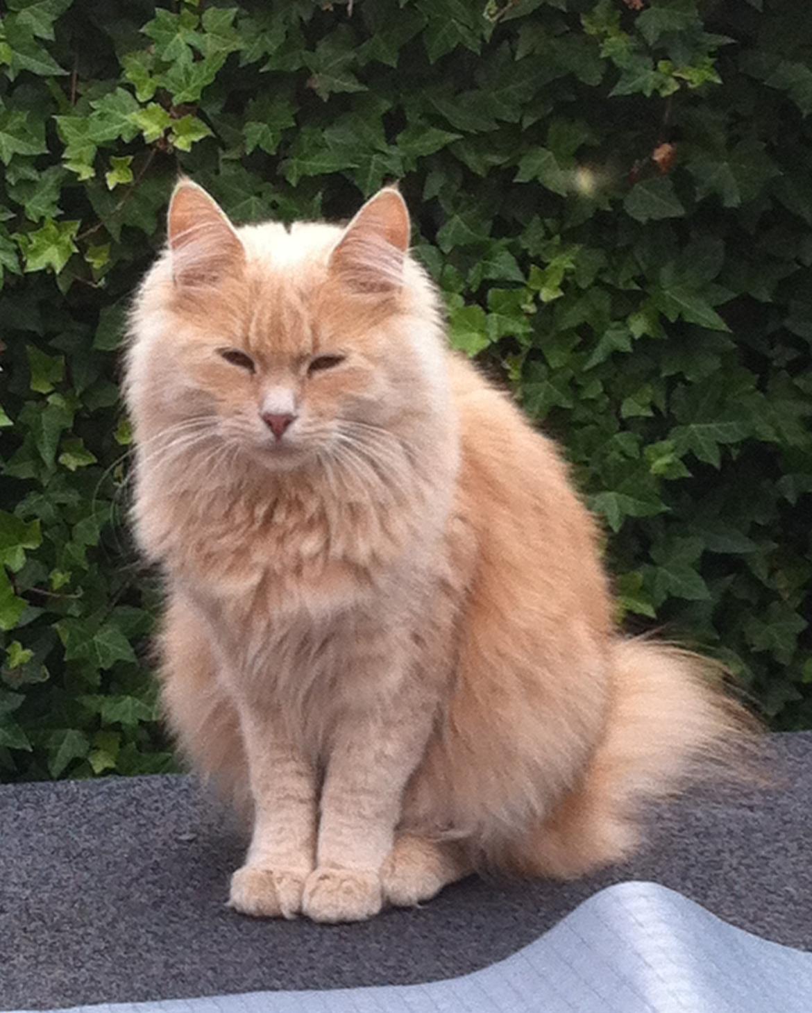 Blanding af racer Nala billede 7