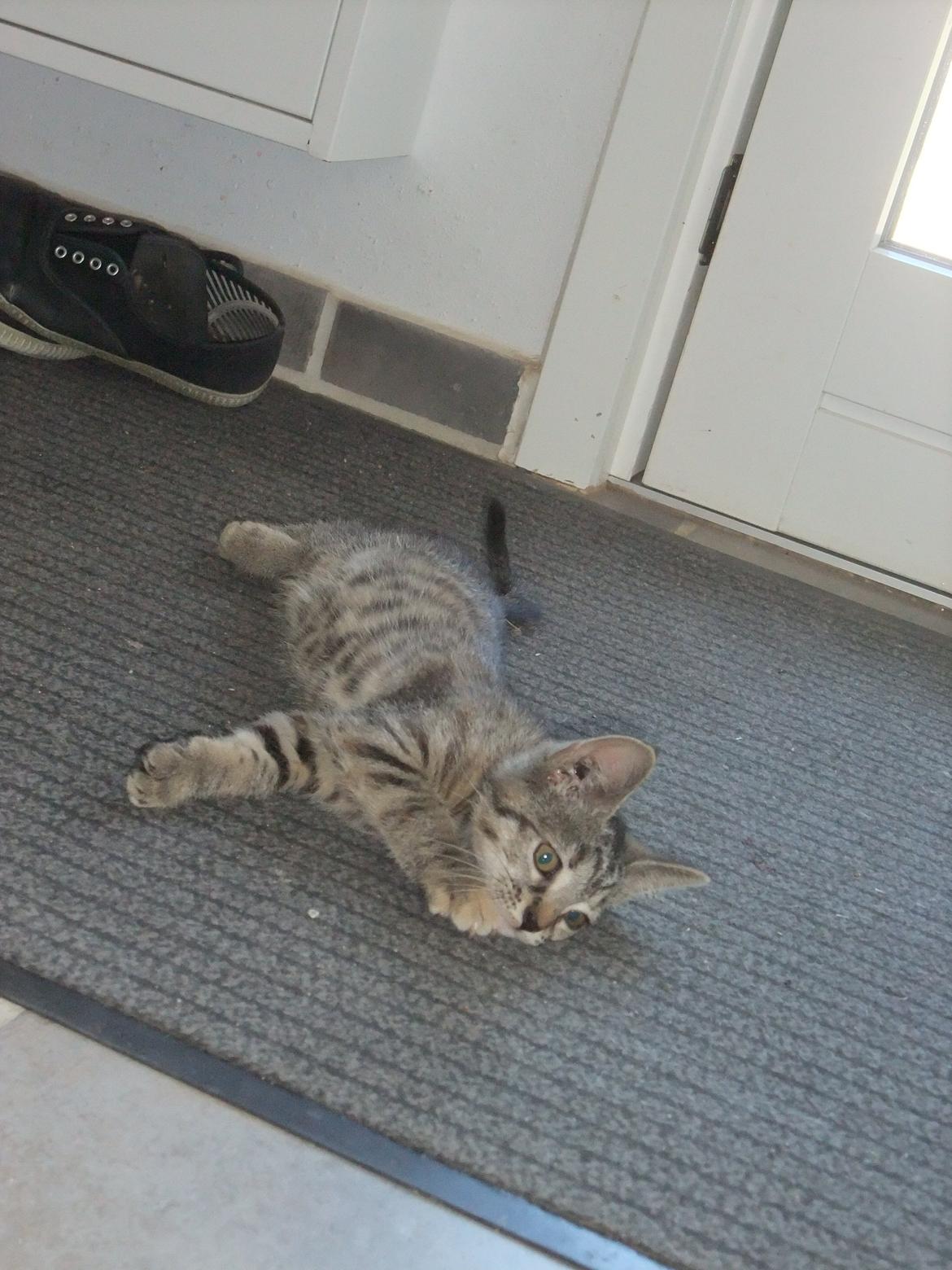 Huskat Emma *SOLGT* billede 1