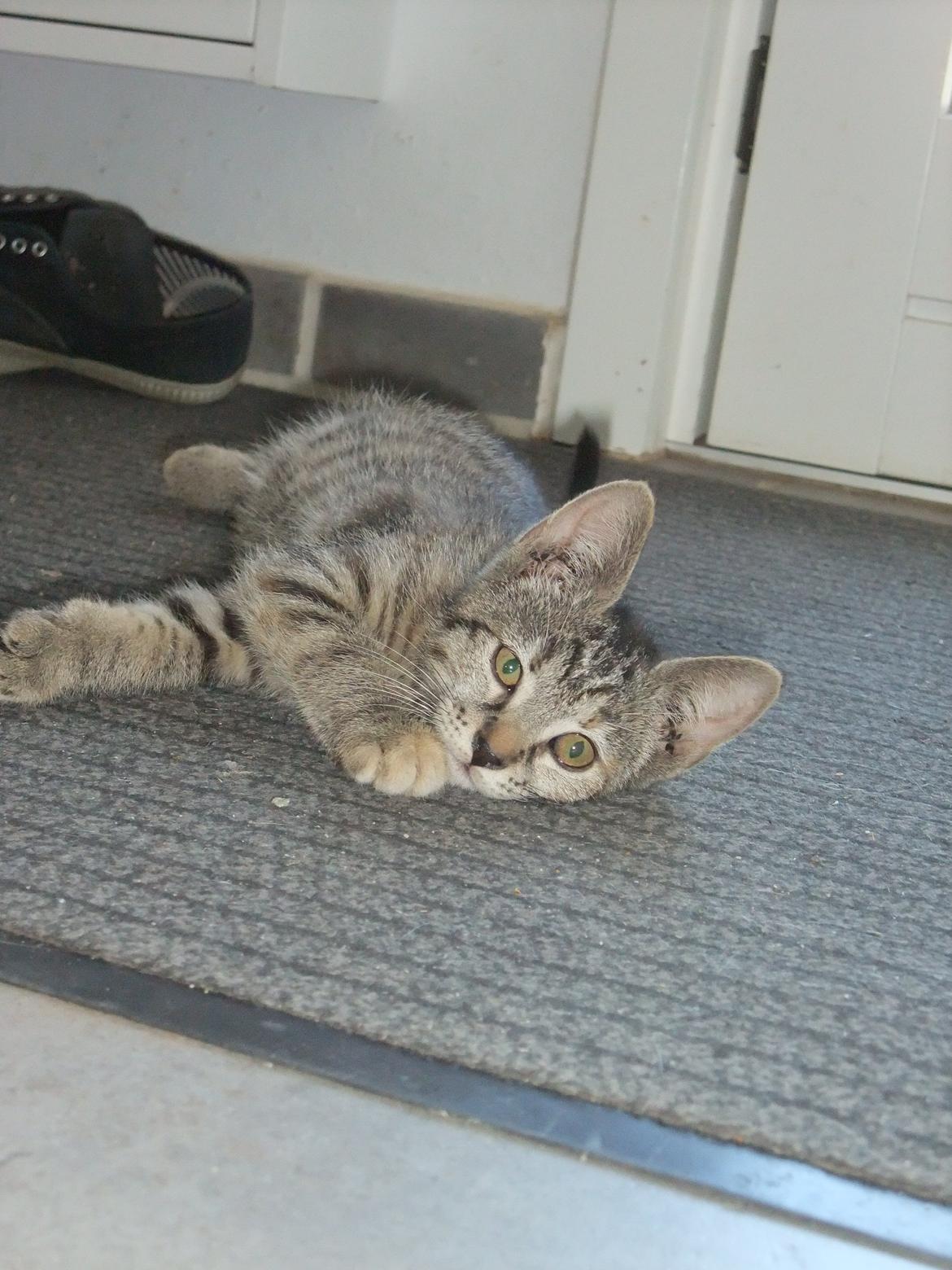 Huskat Emma *SOLGT* billede 2