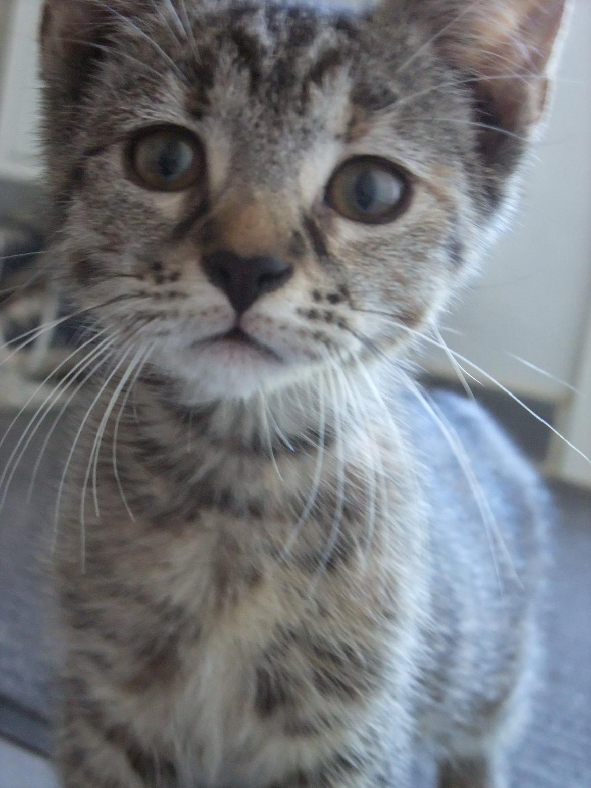 Huskat Emma *SOLGT* billede 3