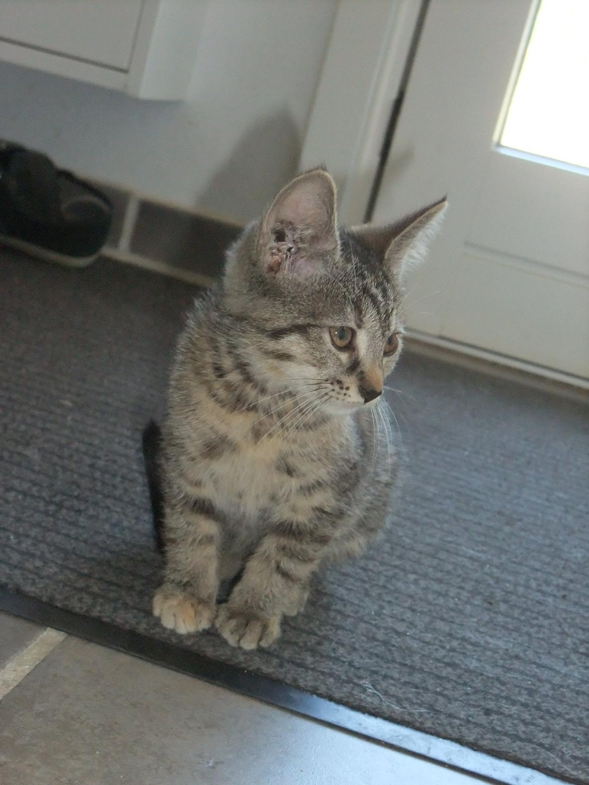 Huskat Emma *SOLGT* billede 4