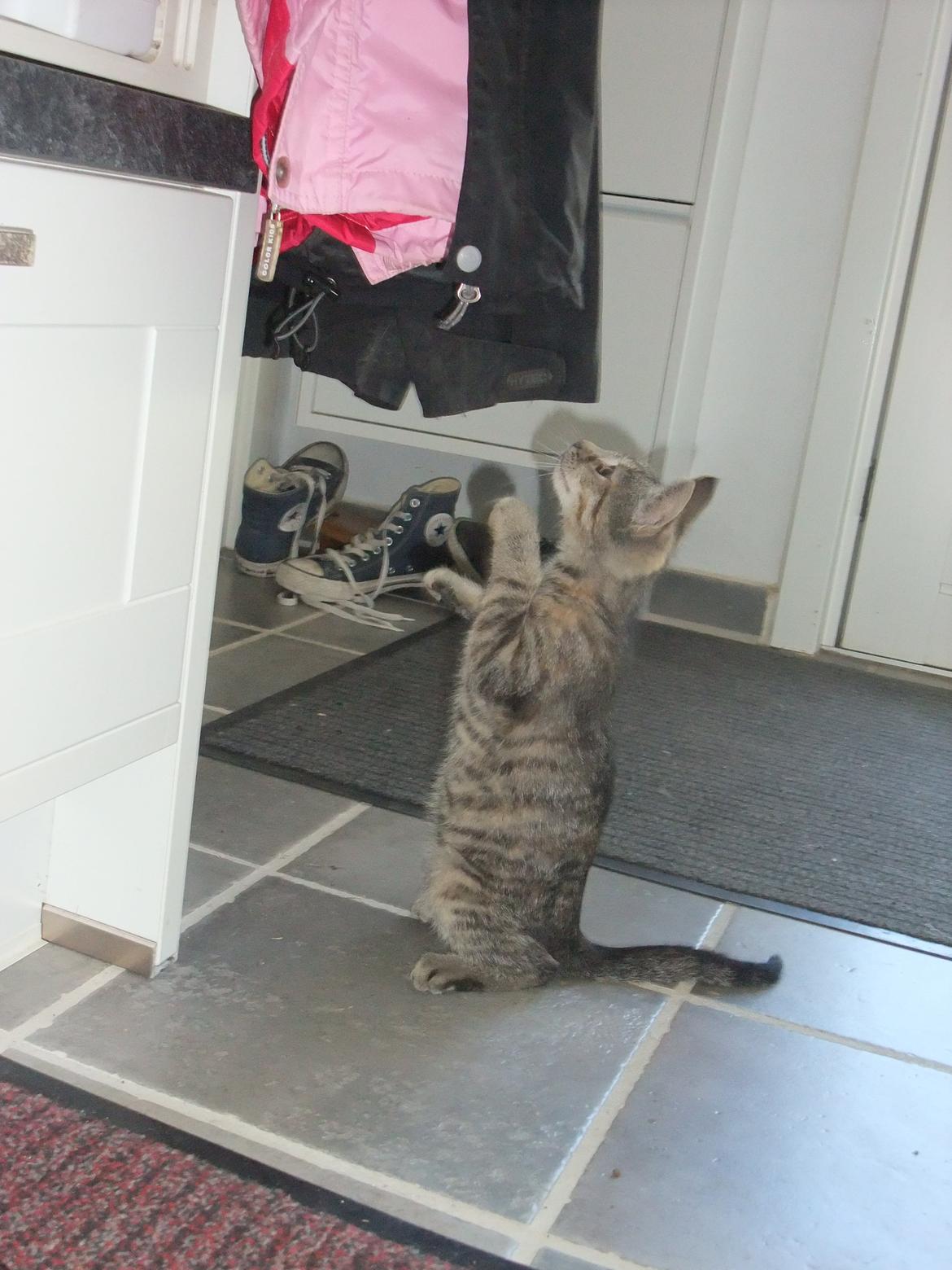 Huskat Emma *SOLGT* billede 5