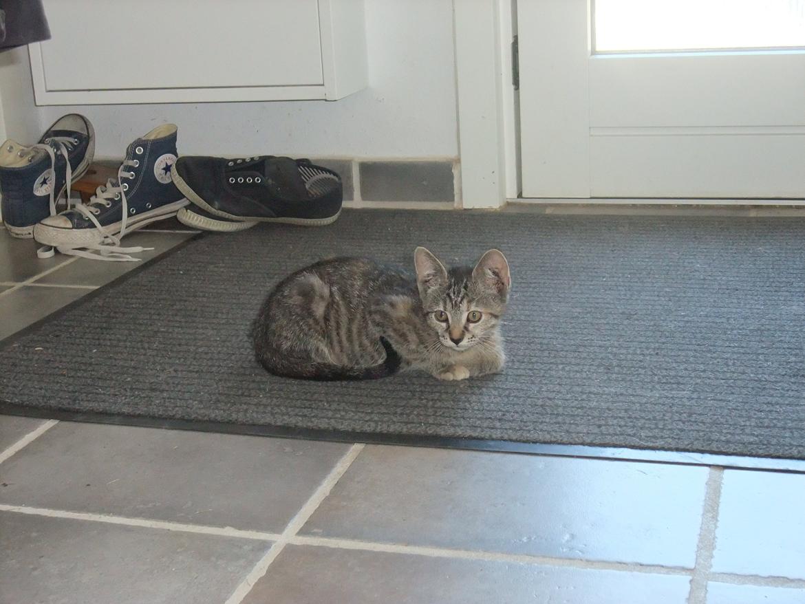 Huskat Emma *SOLGT* billede 6