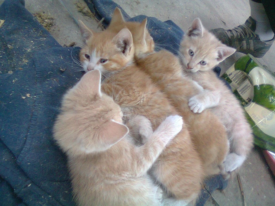 Huskat Gustav *SOLGT* billede 2