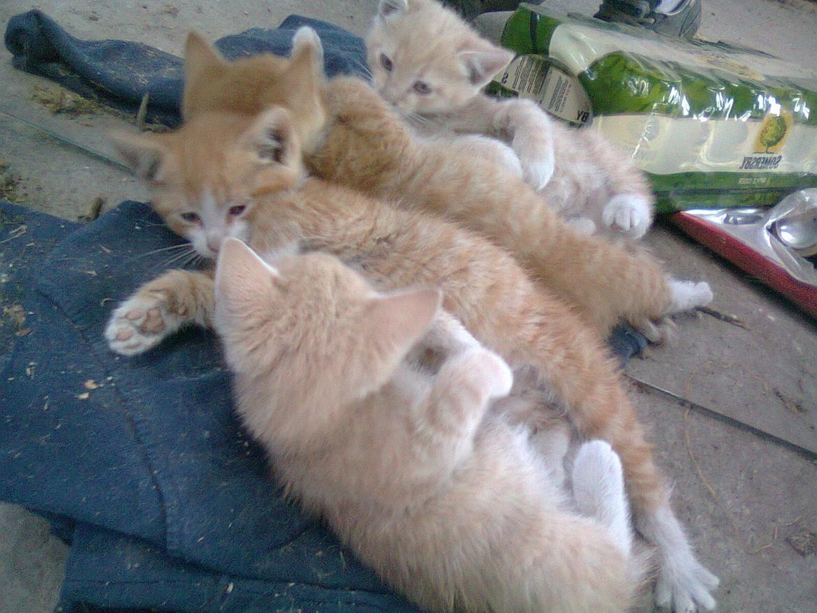 Huskat Gustav *SOLGT* billede 3